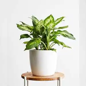 Plant- Women's Day Gift