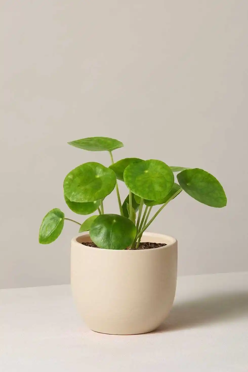 Mini-indoor-plant.tring.jpg Mini-indoor-plant.tring