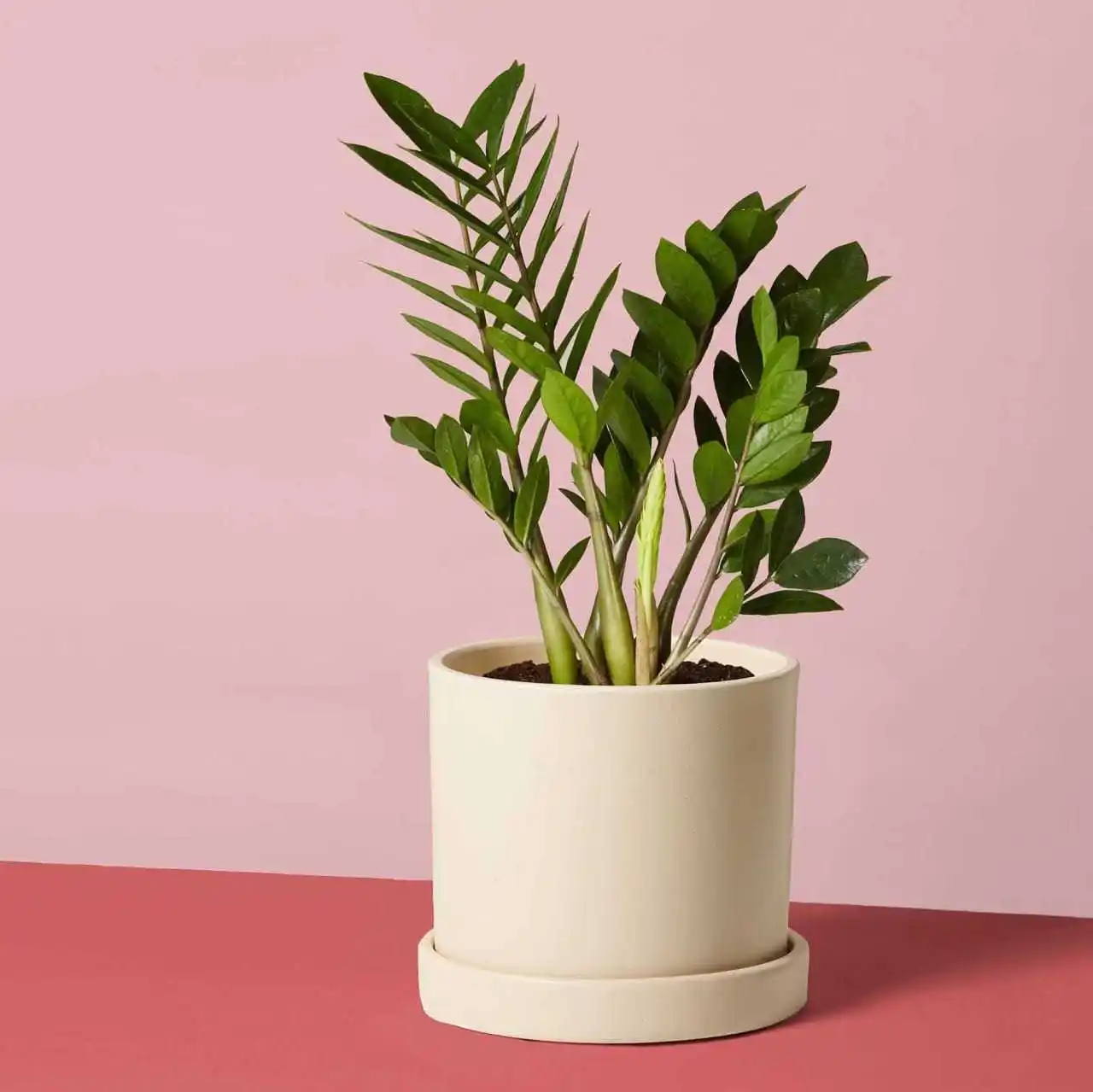 Desk Plants.jpg New Year Gift Ideas for Employees