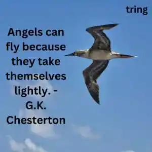 Fly High Quotes (2).png Fly High Quotes (2)