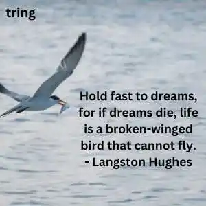 Fly High Quotes (9).png Fly High Quotes (9)