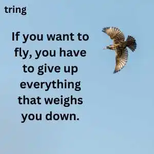 Fly High Quotes (10).png Fly High Quotes (10)