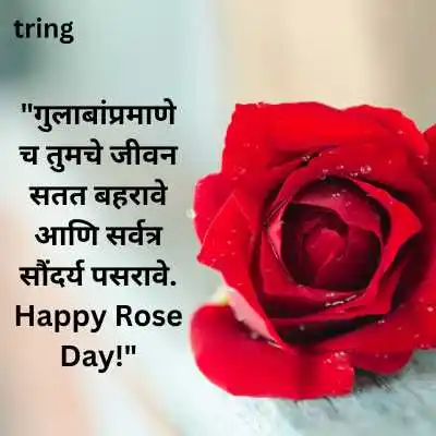 Rose Day Whatsapp Status 