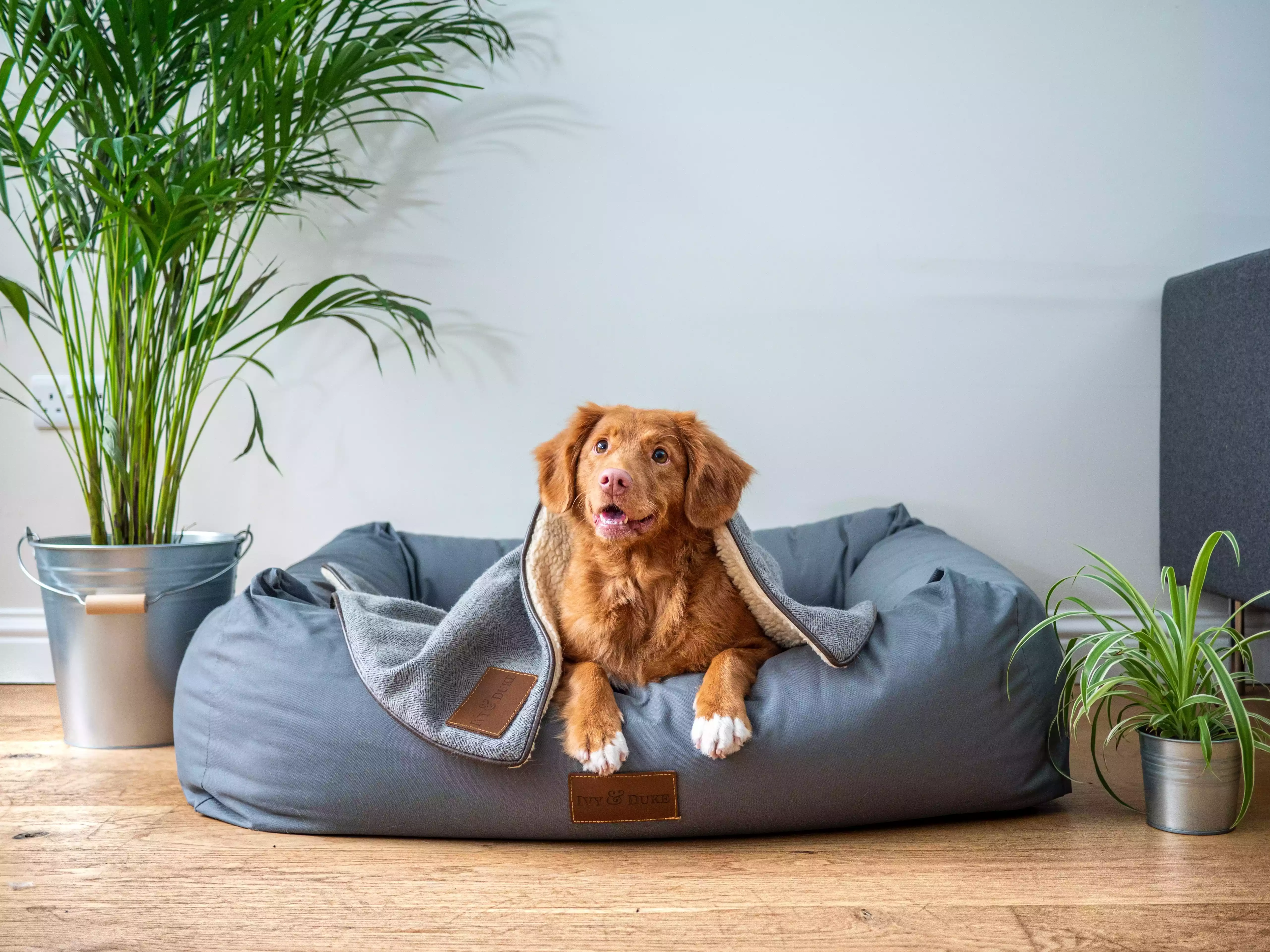 Pet Sitting Business.tring Pet Sitting Business