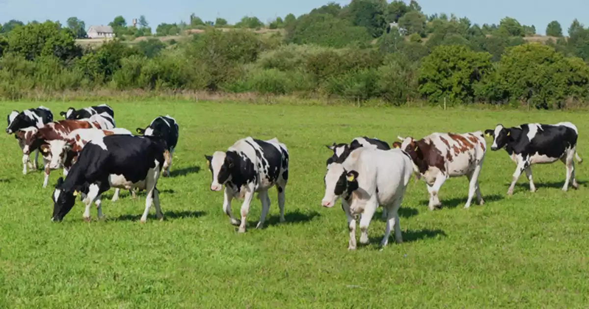 What Are The Identifiable Challenges For Milk Industry What Are The Identifiable Challenges For Milk Industry