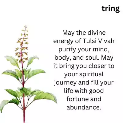 Happy Tulsi Vivah Wishes for Good Fortune.jpg Happy Tulsi Vivah Wishes for Good Fortune