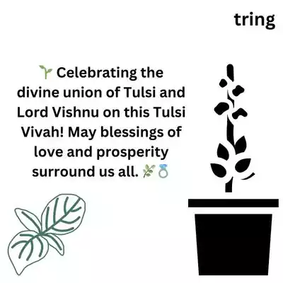 Happy Tulsi Vivah Wishes Whatsapp Status.jpg Happy Tulsi Vivah Wishes Whatsapp Status