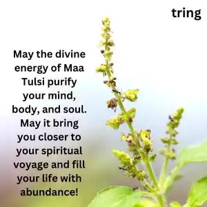 tulsi vivah wishes (8).jpg tulsi vivah wishes (8).jpg