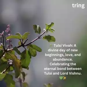 tulsi vivah wishes (10).jpg tulsi vivah wishes (10).jpg