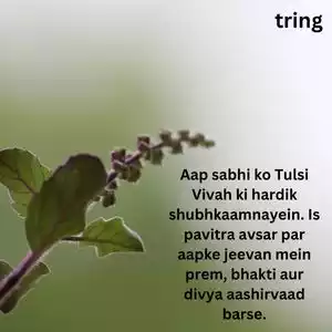 tulsi vivah wishes (2).jpg tulsi vivah wishes (2).jpg