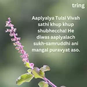 tulsi vivah wishes (4).jpg tulsi vivah wishes (4).jpg