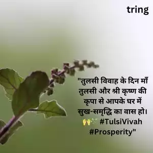tulsi vivah wishes in hindi (3).jpg tulsi vivah wishes in hindi (3).jpg