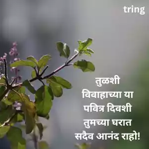 tulsi vivah wishes in marathi (3).jpg tulsi vivah wishes in marathi (3).jpg