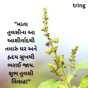 tulsi vivah wishes in gujarati (7).jpg tulsi vivah wishes in gujarati (7).jpg