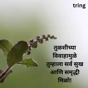 tulsi vivah wishes in marathi (5).jpg tulsi vivah wishes in marathi (5).jpg