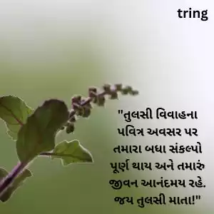 tulsi vivah wishes in gujarati (1).jpg tulsi vivah wishes in gujarati (1).jpg