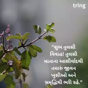 tulsi vivah wishes in gujarati (9).jpg tulsi vivah wishes in gujarati (9).jpg