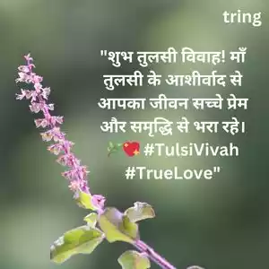 tulsi vivah wishes in hindi (5).jpg tulsi vivah wishes in hindi (5).jpg