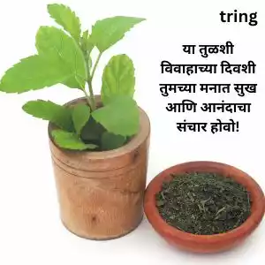 tulsi vivah wishes in gujarati (10).jpg tulsi vivah wishes in gujarati (10).jpg