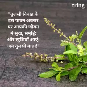 tulsi vivah wishes in hindi (6).jpg tulsi vivah wishes in hindi (6).jpg