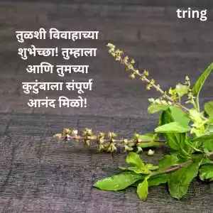 tulsi vivah wishes in marathi (8).jpg tulsi vivah wishes in marathi (8).jpg