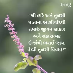 tulsi vivah wishes in gujarati (3).jpg tulsi vivah wishes in gujarati (3).jpg