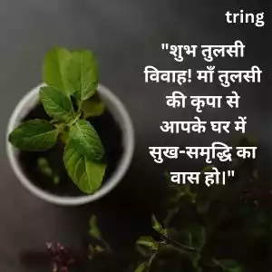 tulsi vivah wishes in hindi (7).jpg tulsi vivah wishes in hindi (7).jpg