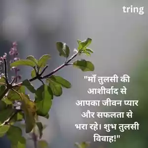 tulsi vivah wishes in hindi (1).jpg tulsi vivah wishes in hindi (1).jpg
