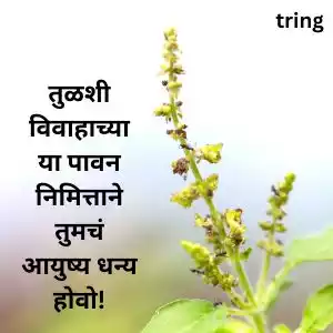 tulsi vivah wishes in marathi (1).jpg tulsi vivah wishes in marathi (1).jpg