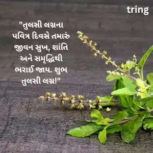 tulsi vivah wishes in gujarati (4).jpg tulsi vivah wishes in gujarati (4).jpg