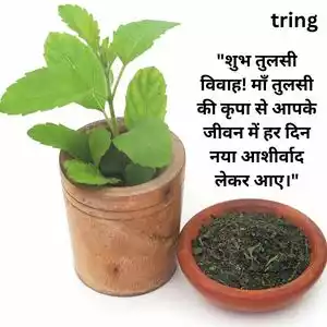 tulsi vivah wishes in hindi (2).jpg tulsi vivah wishes in hindi (2).jpg
