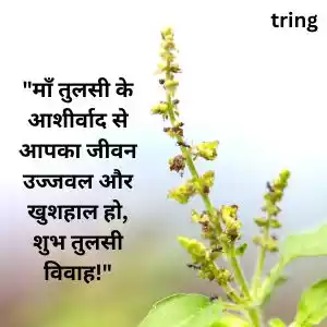 tulsi vivah wishes in hindi (9).jpg tulsi vivah wishes in hindi (9).jpg