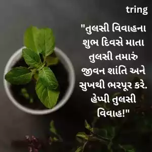 tulsi vivah wishes in gujarati (5).jpg tulsi vivah wishes in gujarati (5).jpg