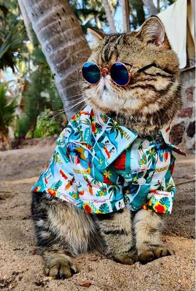 Celebrity Oscar The Bull Cat - Tring India
